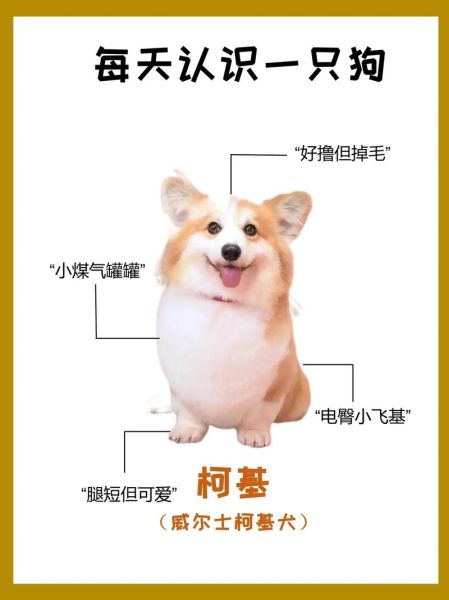 如何辨别纯种柯基犬的品相特征