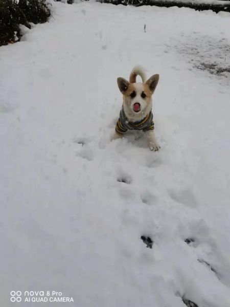 震惊!原来幼犬柯基是灰色毛,几个月后大变样!
