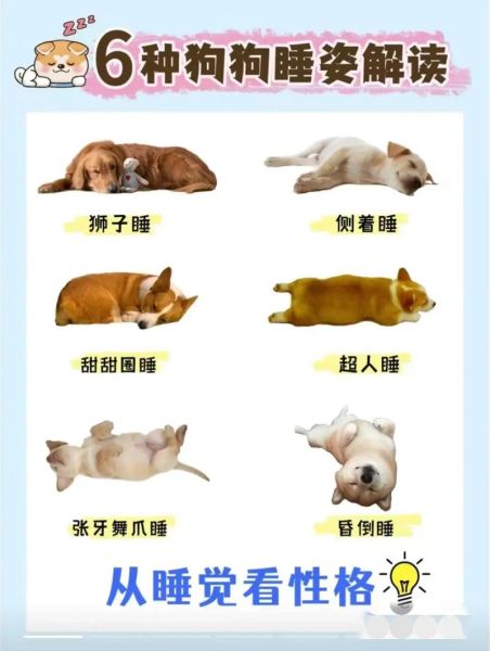 柯基幼犬睡觉要多久才正常?这份睡眠攻略请收好
