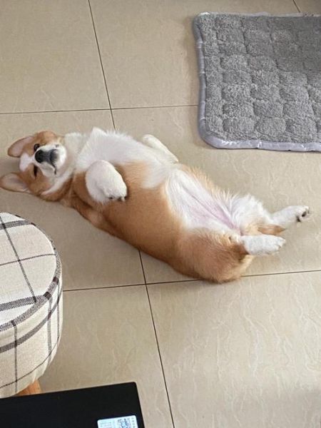 柯基幼犬睡觉要多久才正常?这份睡眠攻略请收好