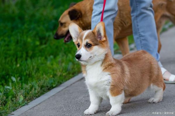 柯基犬最近老是吐黄沫?铲屎官必看原因分析!