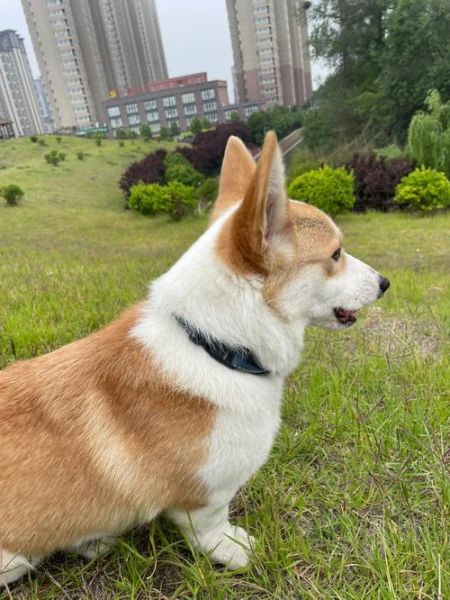 怎么让挑食的柯基吃钙片?老司机教你独家妙招