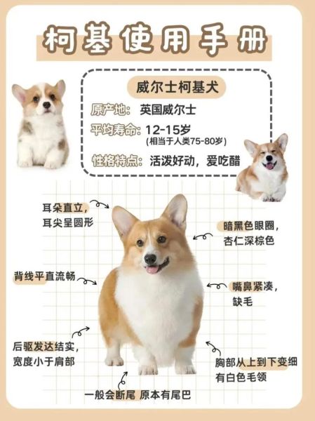 柯基犬的那些事儿:从英国皇室到普通家庭的宠儿!
