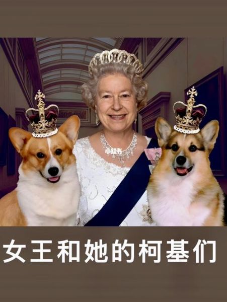 柯基犬的那些事儿:从英国皇室到普通家庭的宠儿!