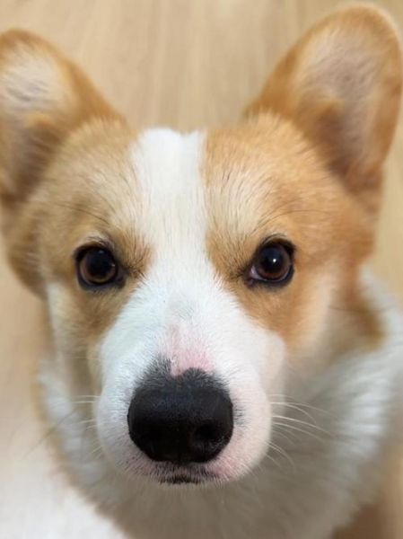 柯基犬老是咬衣服是咋回事?资深铲屎官分享经验!
