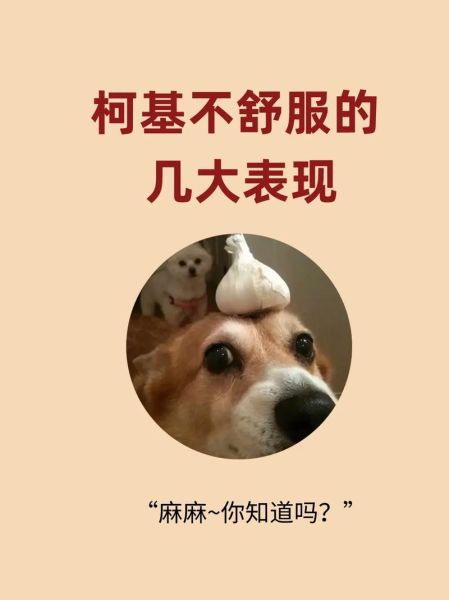别慌!柯基咳嗽严重了,这些处理方法要知道