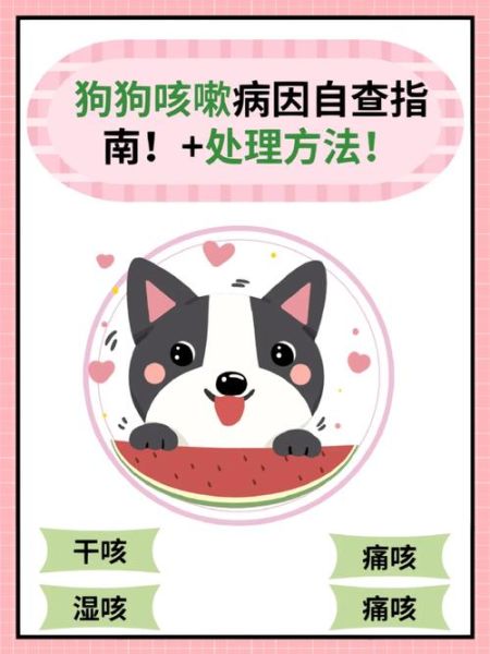 别慌!柯基咳嗽严重了,这些处理方法要知道