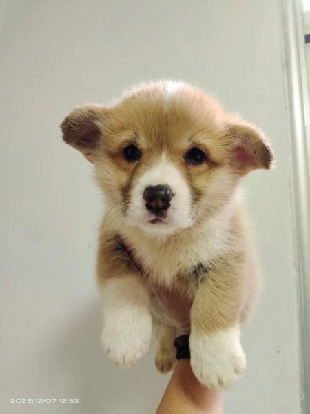 柯基犬立耳需要补钙吗?不补钙耳朵立不起来是真的吗