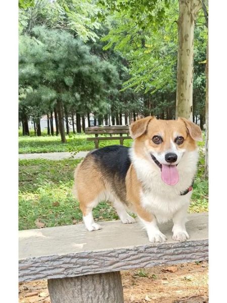 柯基犬立耳需要补钙吗?不补钙耳朵立不起来是真的吗