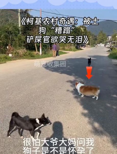 柯基能吃银耳粥吗?铲屎官必看喂养知识!