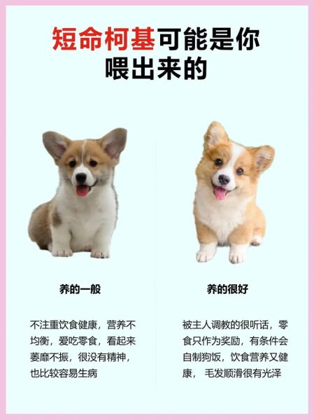 柯基突然不活泼?可能是这些原因在作怪