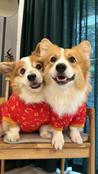 柯基犬的“撞脸”兄弟姐妹,你都知道哪些与柯基类似的狗?