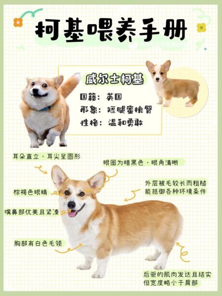 奶油柯基是什么品种?看完这篇你就懂了!