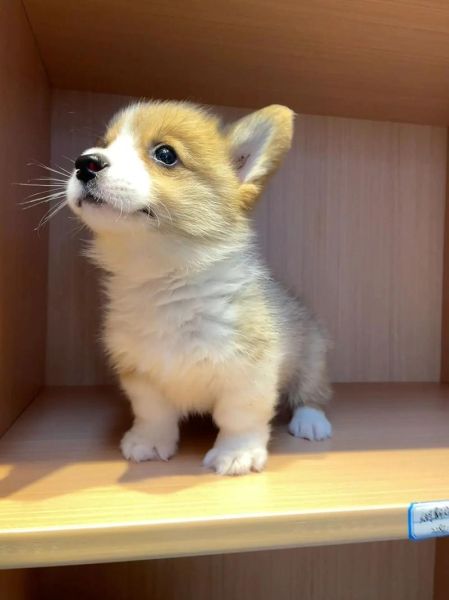 柯基幼犬睡觉时间太长?别担心,专家告诉你真相!