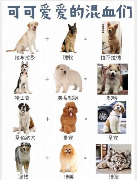 柯基价格大揭秘!想知道柯基啥样的贵?这篇文章告诉你答案!