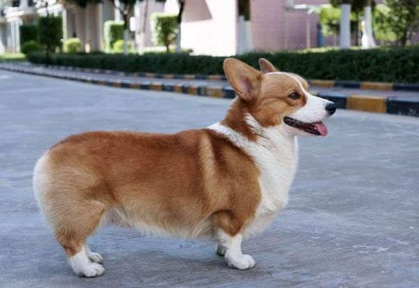 纯种柯基犬的品相有哪些?新手铲屎官必看!