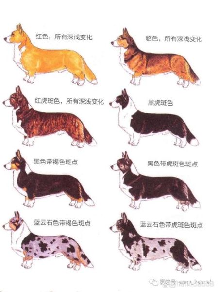 揭秘卡迪根柯基黄色毛发之谜,这种颜色真的很少见吗?