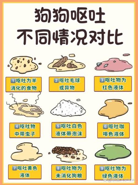 柯基幼犬胃反转表现有哪些?铲屎官必看!