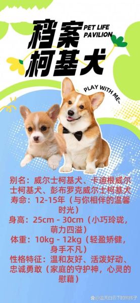 柯基犬1000元贵吗?业内人士告诉你真实行情