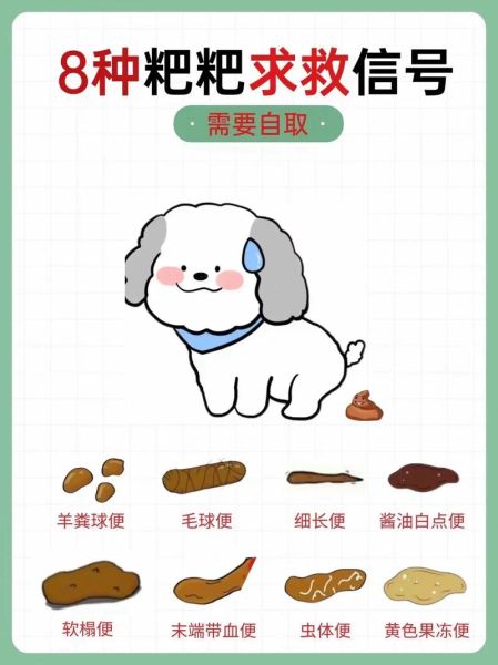 柯基拉肚子又吃回去?可能是这些原因导致的!