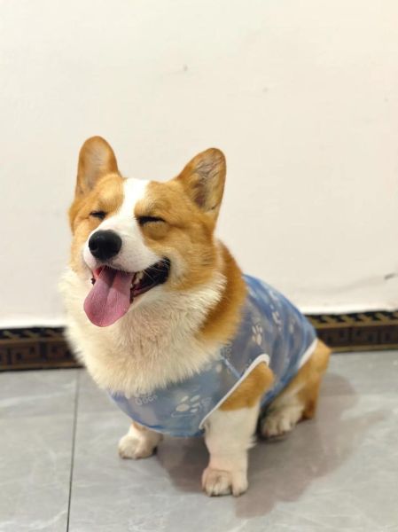 柯基穿上衣服就咬人?可能是这几个原因造成的!