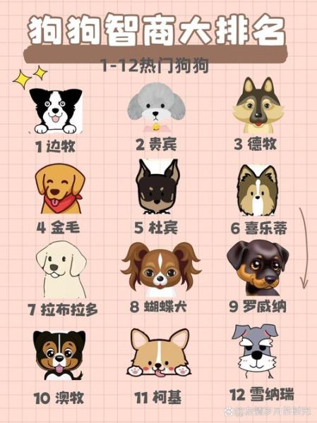 柯基智商是人的几岁?真的有那么聪明吗?新手必读知识!