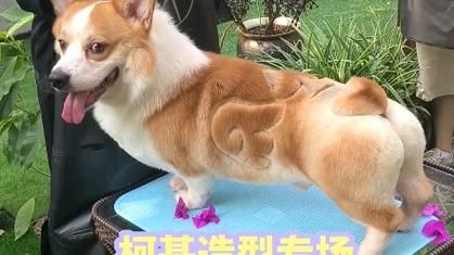 想要柯基心形屁股?这份修剪教程你绝对不能错过!