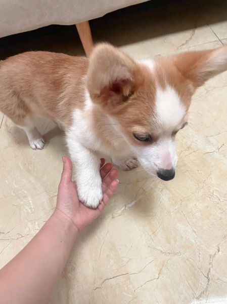 狗狗吃涮羊肉可以吗?柯基吃羊肉的潜在风险