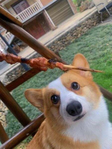 狗狗吃涮羊肉可以吗?柯基吃羊肉的潜在风险
