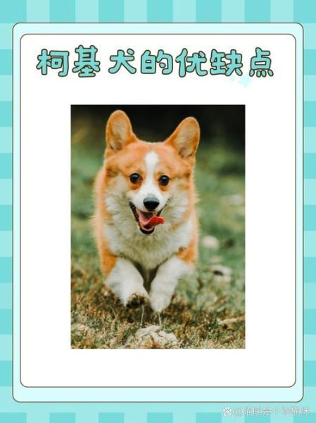 柯基犬咬自己衣服停不下来?铲屎官必看的原因分析!