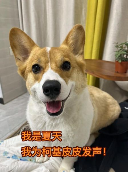 柯基犬咬自己衣服停不下来？铲屎官必看的原因分析！