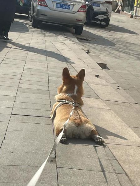 柯基冬天脚冰凉,是生病了吗?教你判断!