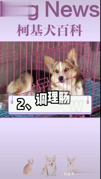 柯基拉肚子后不吃狗粮?原因和解决方法都在这