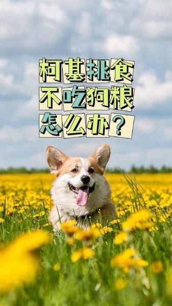 柯基拉肚子后不吃狗粮?原因和解决方法都在这