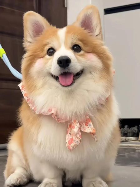 柯基犬频繁咬自己的衣服?可能是这些原因导致的!