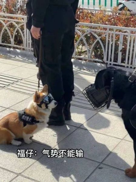 柯基犬频繁咬自己的衣服?可能是这些原因导致的!