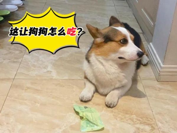 震惊!柯基小狗竟然吃小狗狗鸡,是饿了还是馋了?