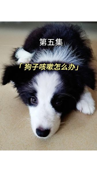 柯基咳嗽加重别慌!这几招教你快速应对