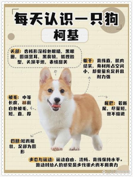 柯基犬立耳和补钙有关系吗?专家告诉你正确补钙方法