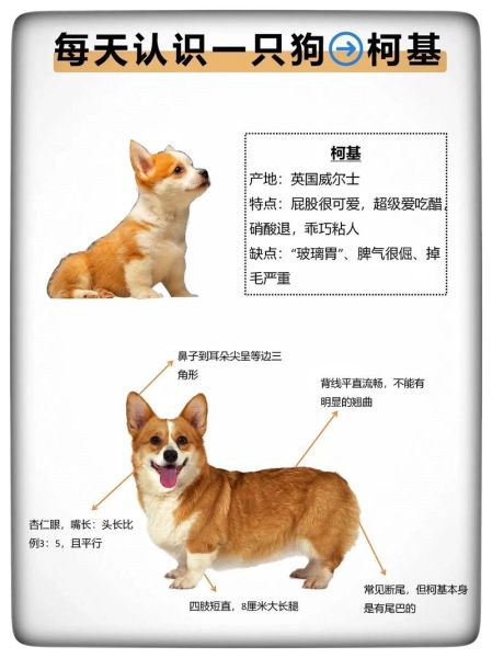柯基犬立耳和补钙有关系吗?专家告诉你正确补钙方法