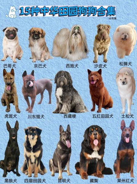 想养狗的看过来!100种名犬图片及名字帮你选!