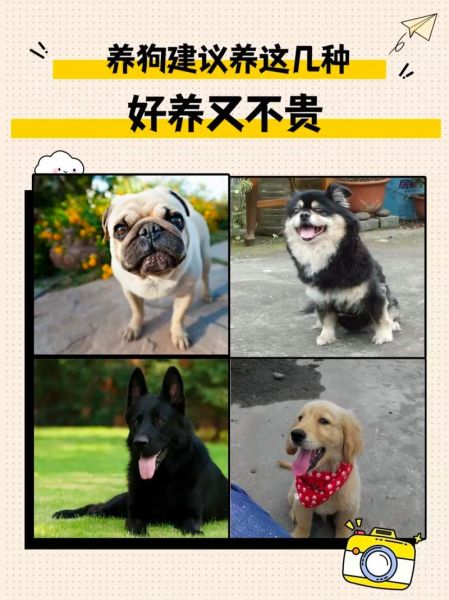 十大颜值最高的狗狗介绍,养这几种狗倍有面子!