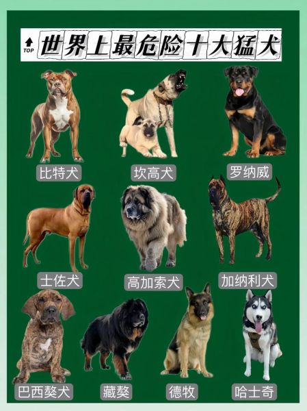 最全十大巨型犬排行!带你认识这些巨无霸!