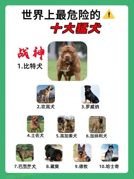 最全十大巨型犬排行!带你认识这些巨无霸!