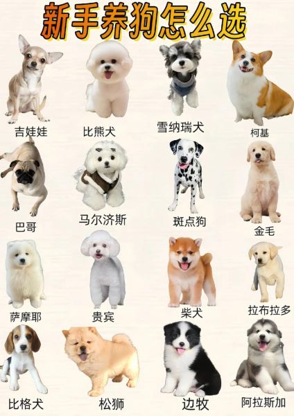 狗狗品种太多搞不清楚?这份犬类品种大全请收好!