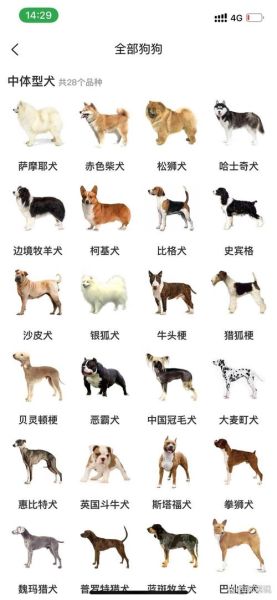 狗狗品种太多搞不清楚?这份犬类品种大全请收好!