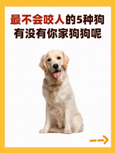 温顺到打死也不咬人的狗排名大揭秘,超好养!