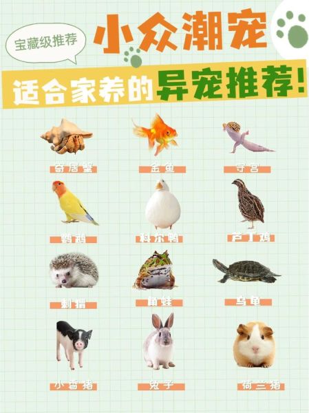 想养宠物又怕麻烦?12种最适合懒人养的宠物!
