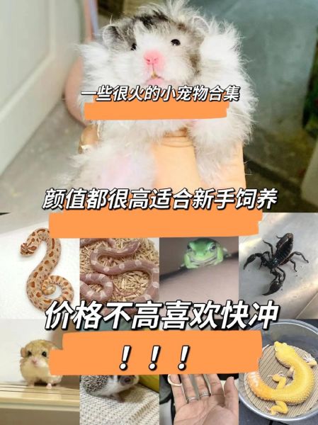 想养宠物又怕麻烦?12种最适合懒人养的宠物!