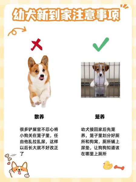 新手铲屎官必看:养什么狗最省心省力?